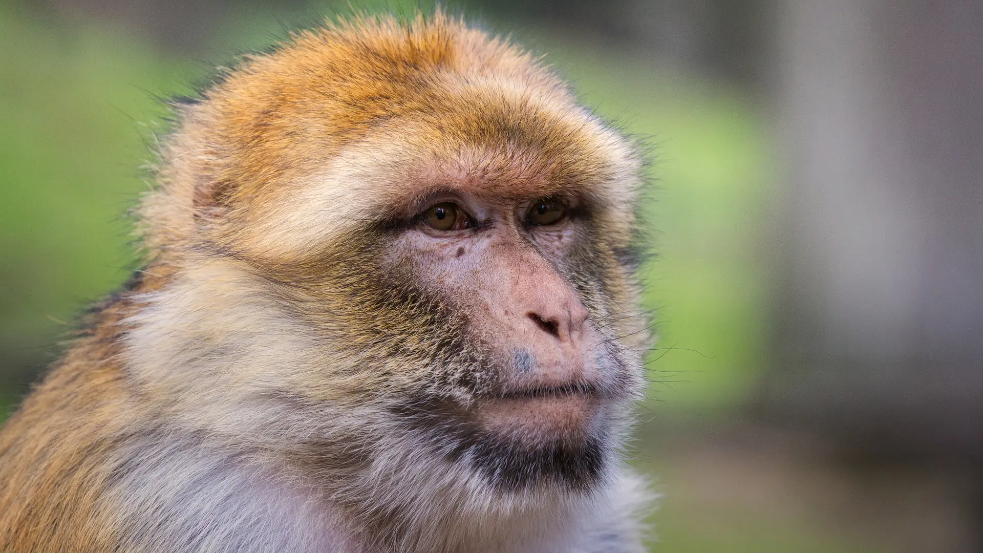 Macacos usados em testes.