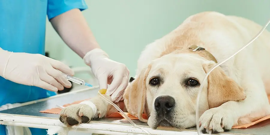 Sem os tutores ao lado nos momentos finais, animais ficam assustados e procuram por seus companheiros humanos por todos os lados | Foto: UIPA
