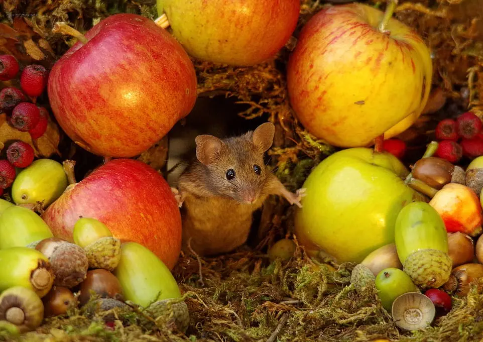 Guloseimas, frutas e nozes compõem o visual da vila quem além de enfeitar também podem ser consumidos | Foto: Simon Dell