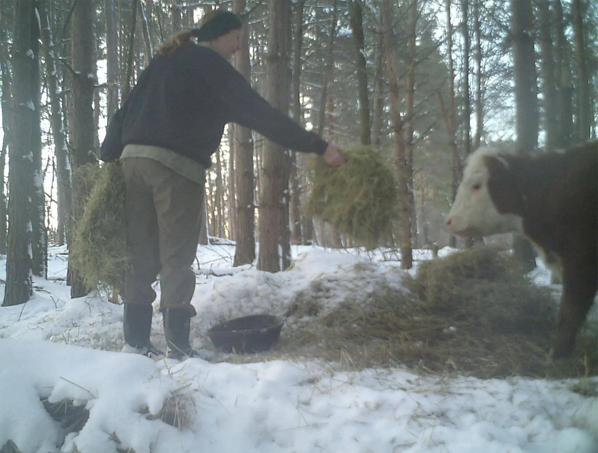Becky Bartles alimentando Bonnie na floresta