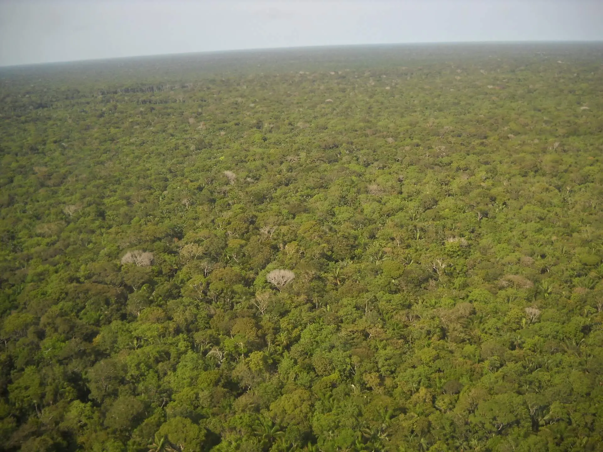 Imagem panorâmica da Amazônia