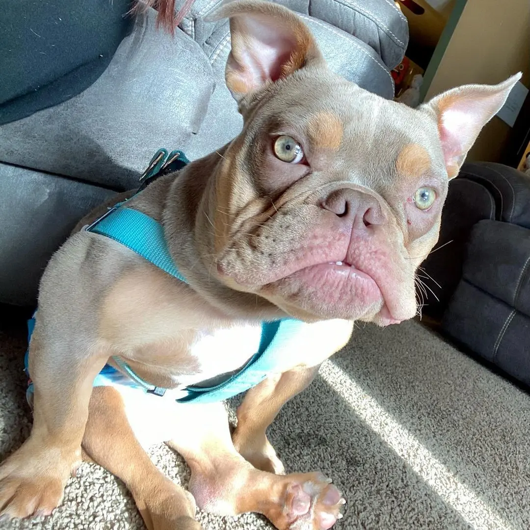 Imagem de Jack, um cachorro com doença genética que foi resgatado