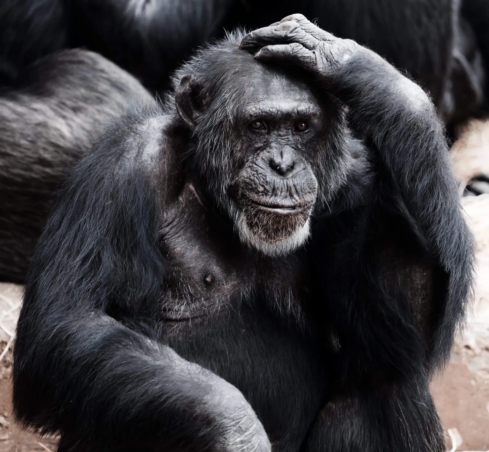 Imagem de macaco com pata na cabeça