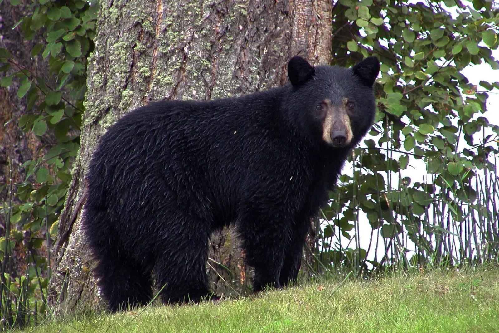 Imagem de urso negro