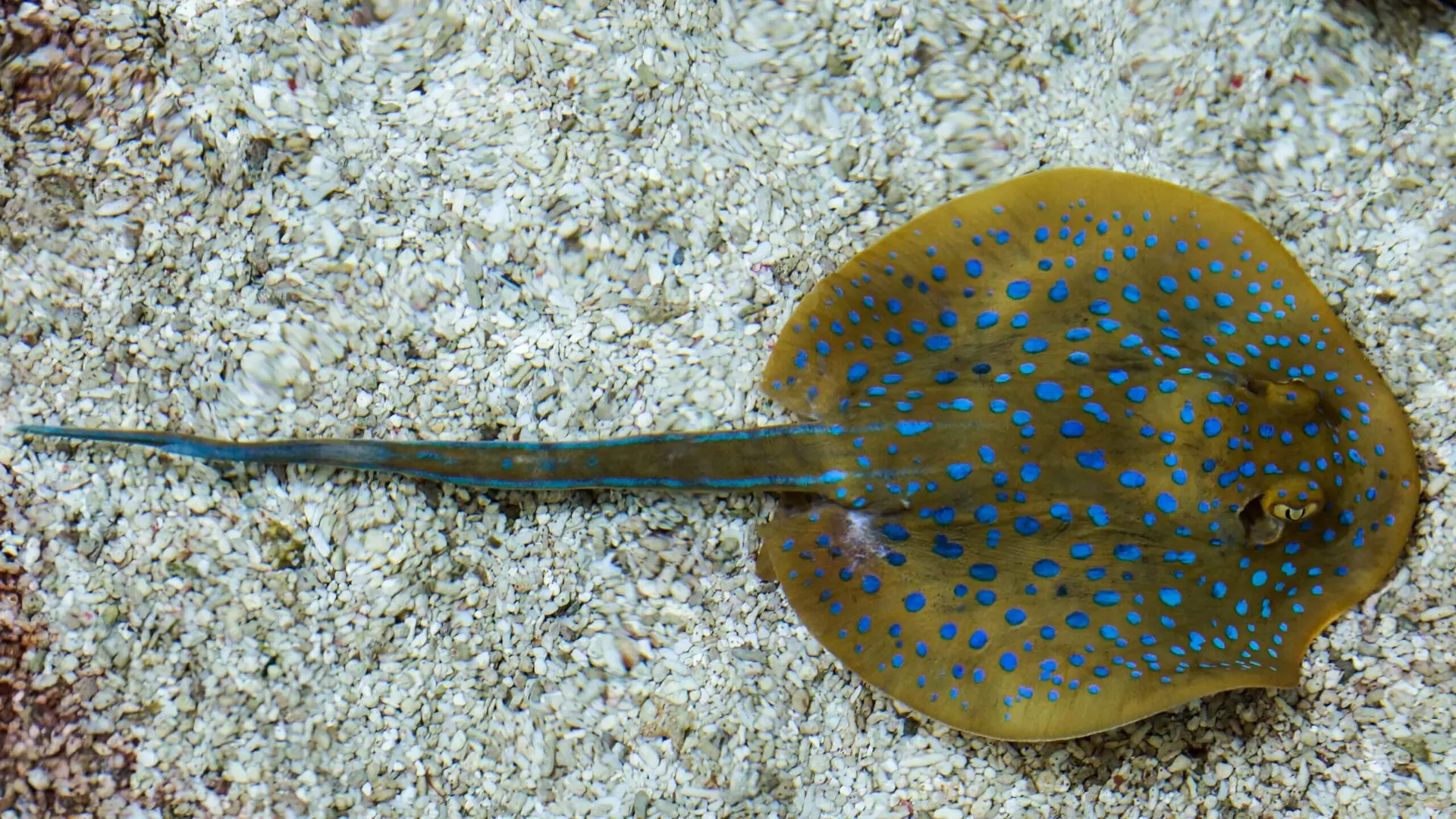 Imagem de arraia no fundo do mar