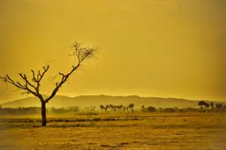 Imagem de área de mata seca e árida