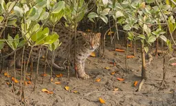 Imagem de Gato Pescador