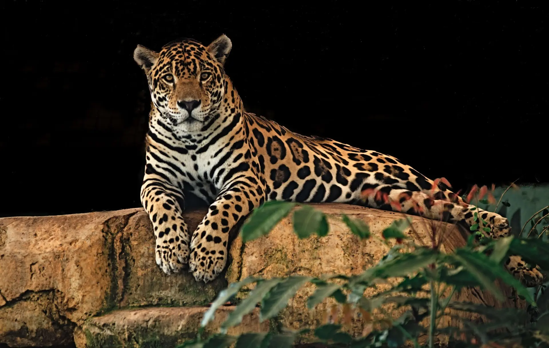 Imagem de onça pintada