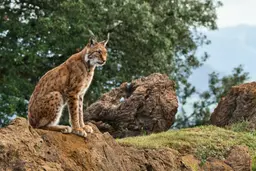 Imagem de lince-hibérico