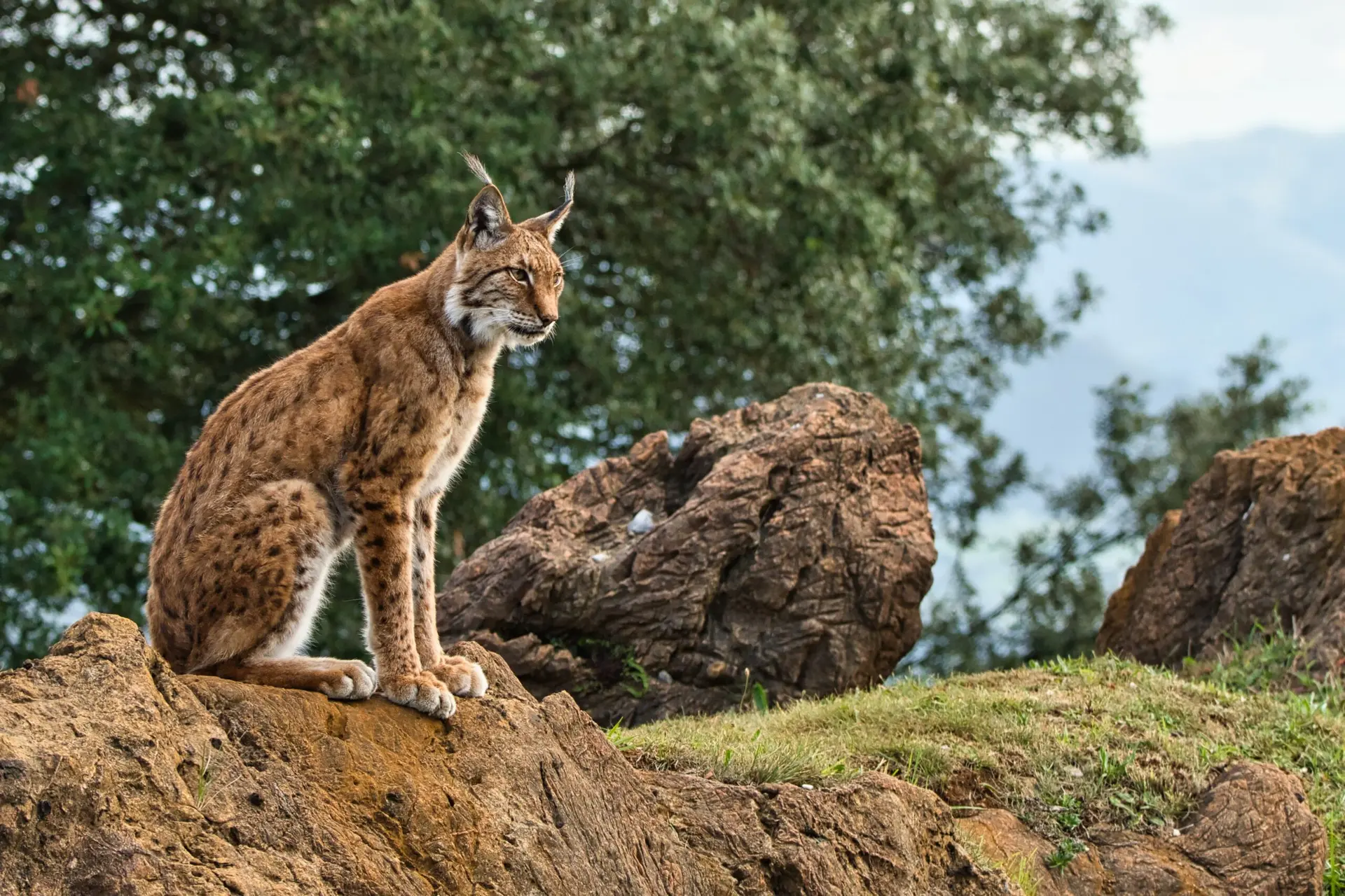 Imagem de lince-hibérico