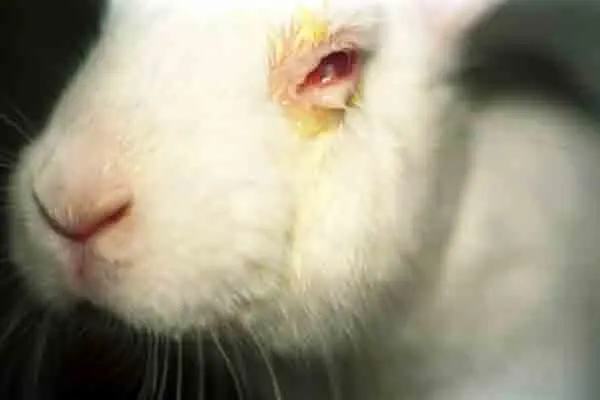Coelho utilizado em testes com animais