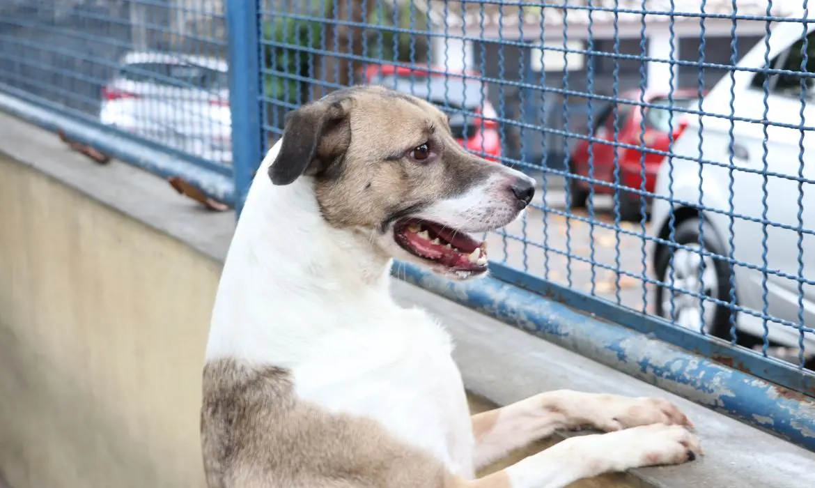 Na imagem, um cachorro. Abrigo será especialmente voltado para animais de feiras clandestinas