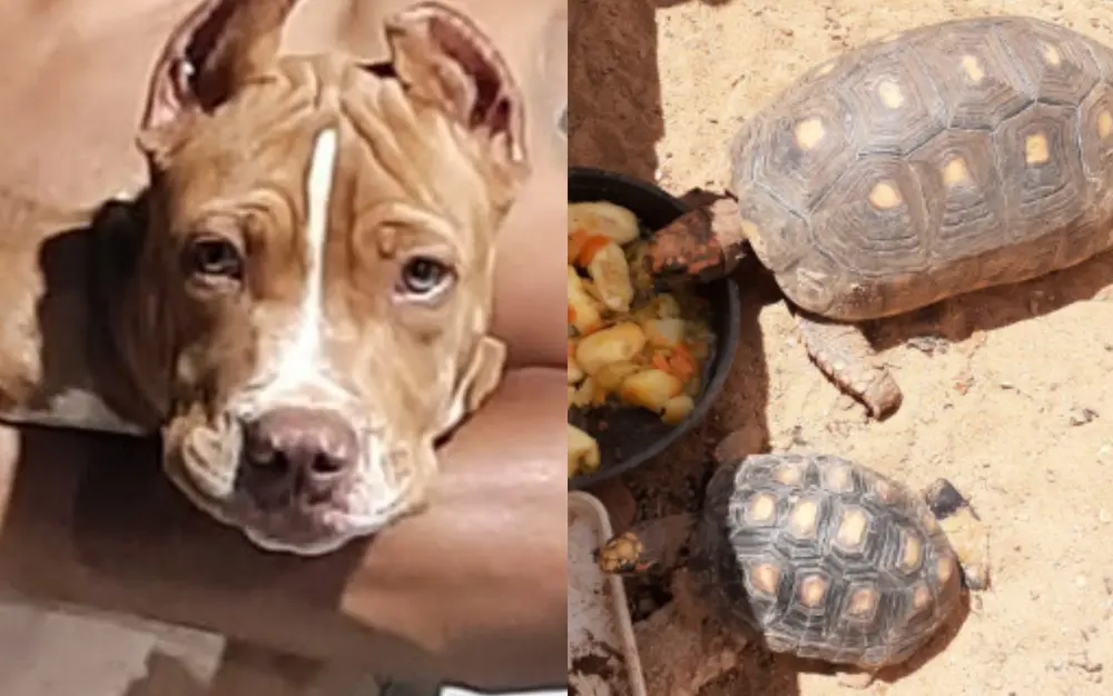 Muro de casa desaba e mata animais durante temporal em Catalão