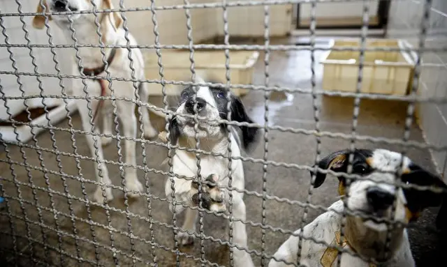 Lei proíbe eutanásia de cães e gatos saudáveis em situação de rua