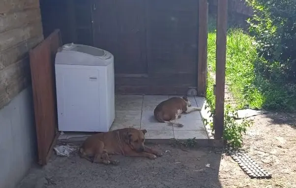 Cães são resgatados depois de maus-tratos