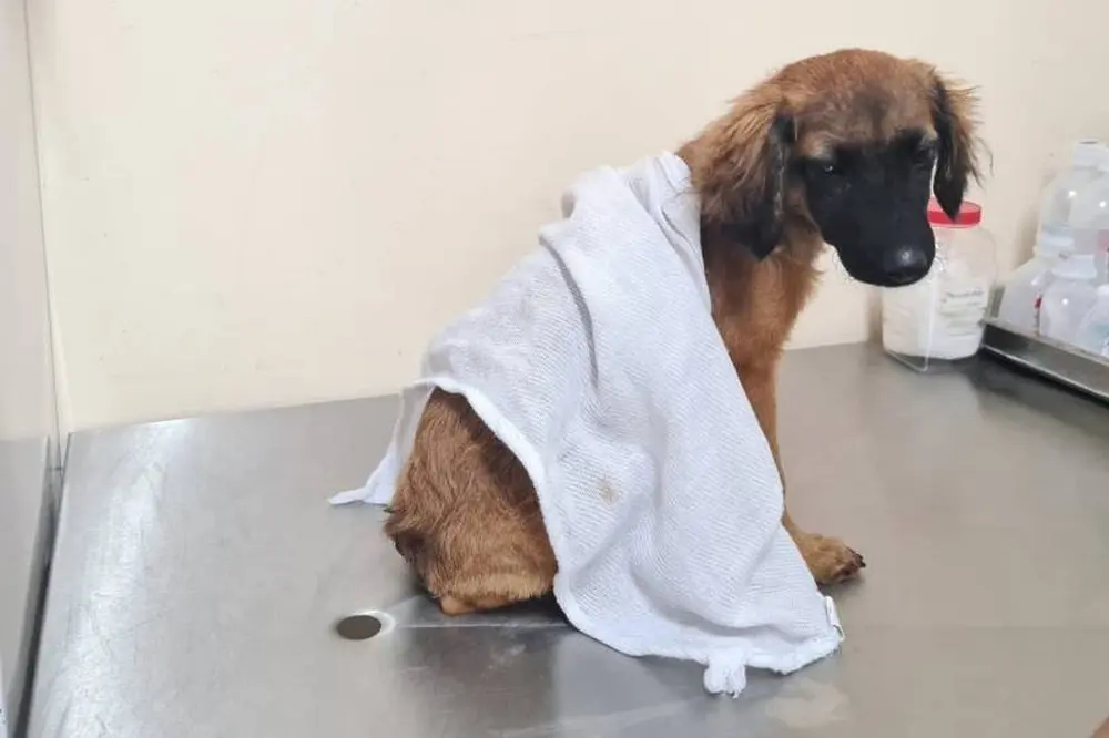 Cachorro foi resgatado de situação de maus-tratos em Belém