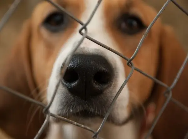 A lei que estabelece a Política Estadual de Proteção e Defesa Animal no Ceará entrou em vigor