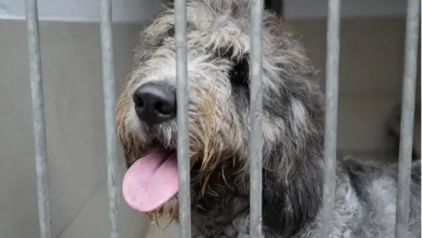 Reino Unido enfrenta abandono de cães