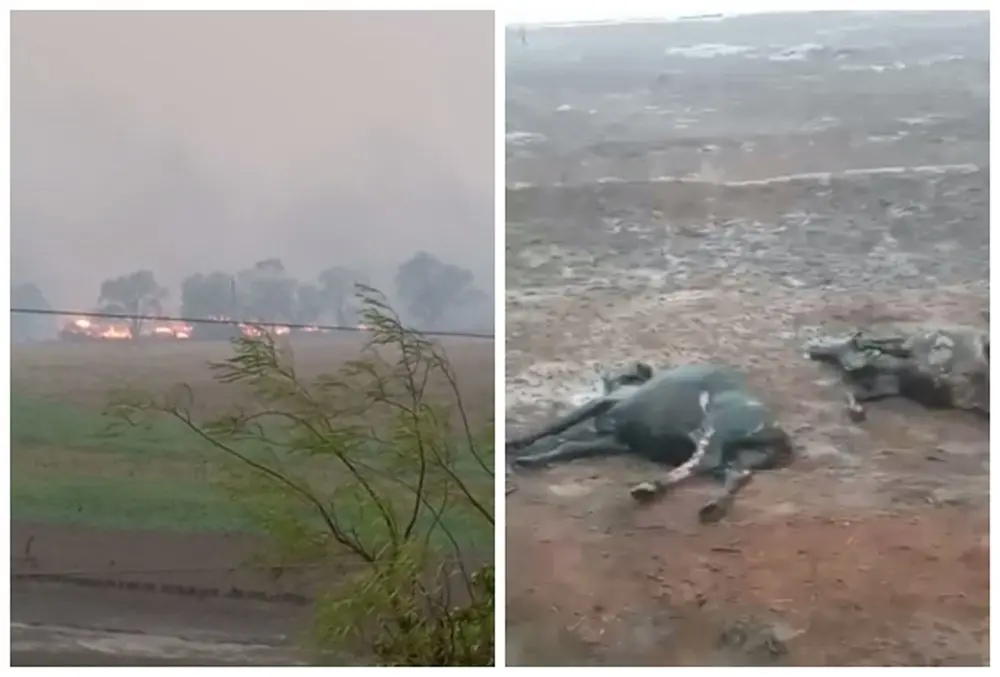 Na imagem, há um incêndio em uma área florestal dentro de uma fazenda. Na outra, há animais mortos queimados