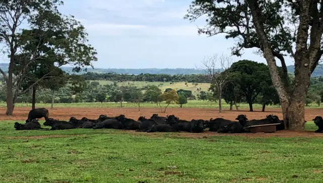 búfalos em situação de maus-tratos