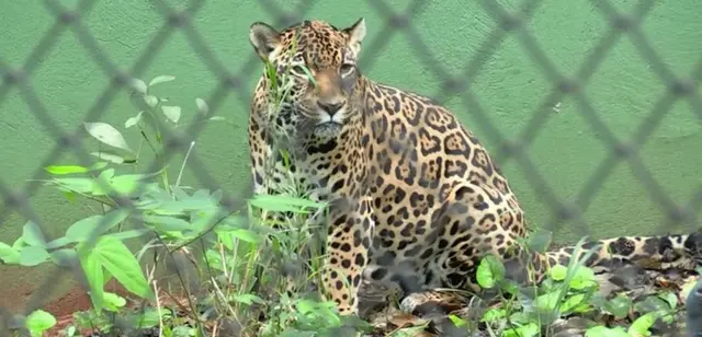 Zoológico de Foz do Iguaçu será fechado por não oferecer conforto acústico e visual aos animais