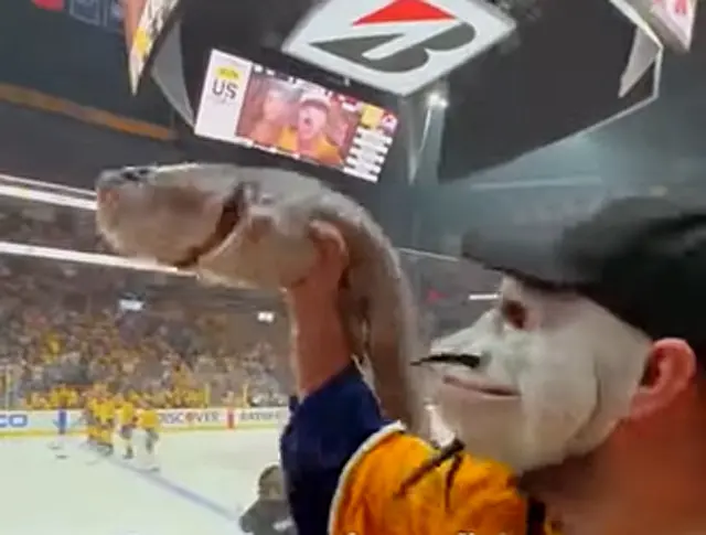 Peixe-gato é arremessado no gelo por torcedor NHL