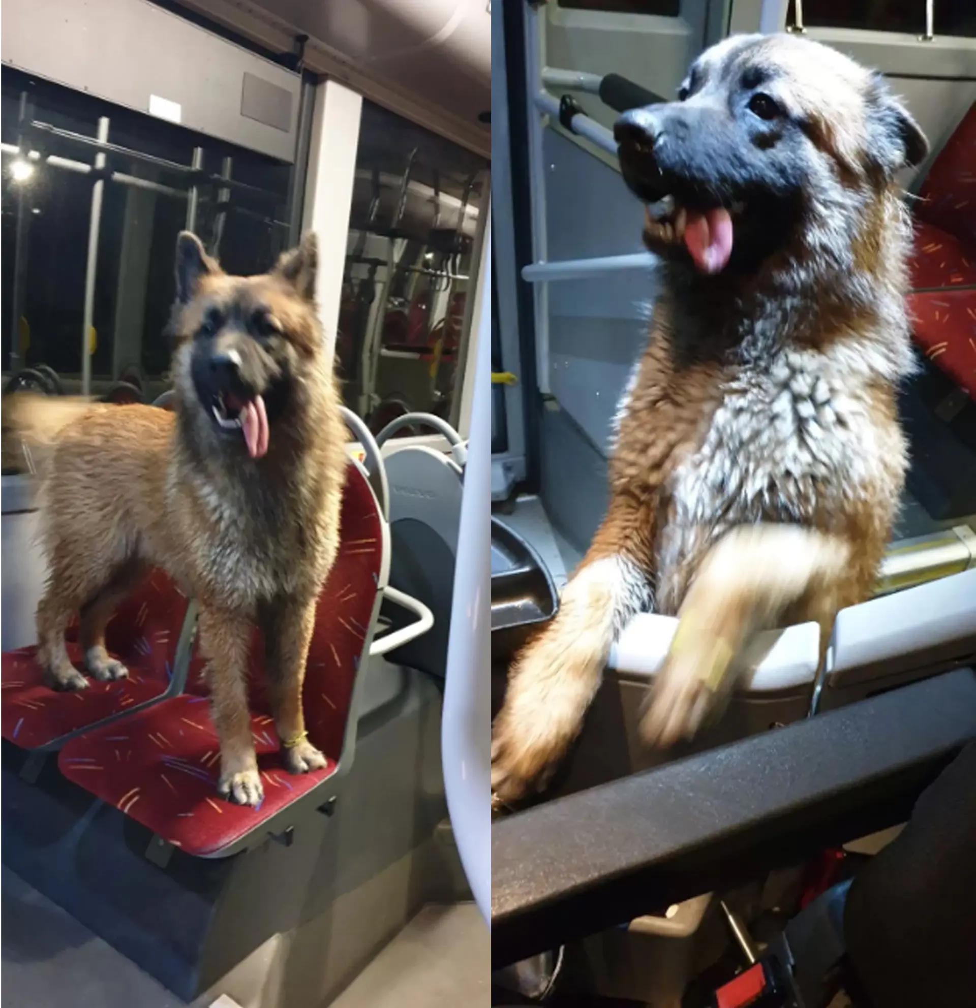 Filhotão viajando com o motorista que o resgatou na estrada
