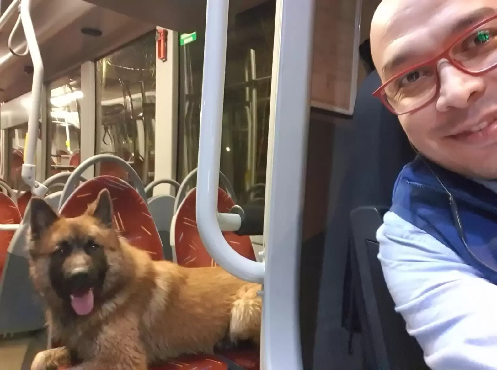Motorista de ônibus acolhe cão que vagava na estrada escura
