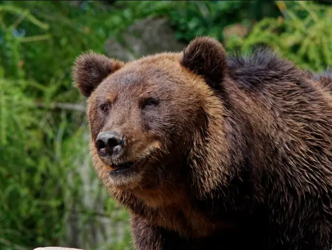 Cocaine Bear: filme conta a história de urso que consumiu cocaína