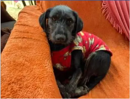Cadelinha de pequeno porte com pelagem preta e alguns pelinhos brancos, veste uma roupinha vermelha com alguns desenhos, está sentada em um sofá laranja. 