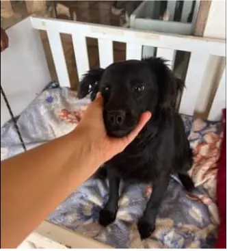 Cãozinho de um ano, de pelagem escura, sentado em uma caminha e com alguém segurando seu focinho.