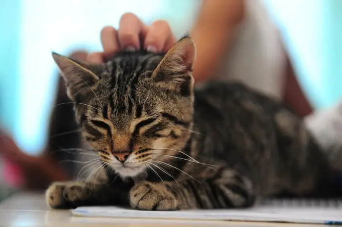 Adoção comunitária garante bem-estar de pets de rua