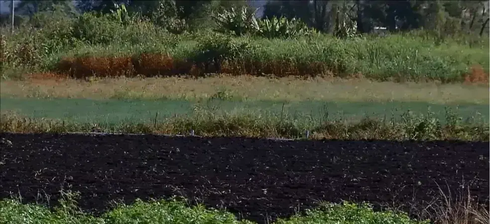 Imagem de uma região cheia de verde, um pouco de mato e terra.