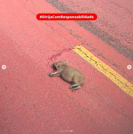 Segundo a concessionária, 21 animais foram atropelados de janeiro a março de 2023