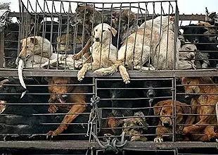 Cães e gatos são armazenados em jaulas nos mercados até que um freguês decida comprar um para comer: entidades lutam para vetar esse hábito de consumo (Foto: Reprodução/Época)