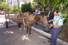 Um balde com água foi providenciado e o animal foi removido para a Rua Vasco da Gama, onde esperava a chegada do Batalhão Ambiental (Foto:Ronaldo Bernardi)