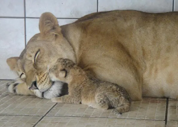 O filhote da leoa Carol nasceu na terça-feira (5) em um santuário para animais em Sorocaba (Foto: Divulgação/Grupo de Apoio aos Primatas)