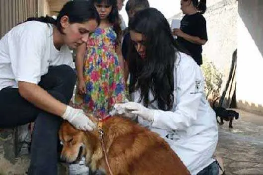 Intenção é reduzir o número de cães e gatos abandonados nas ruas (Foto: Prefeitura de Pinhais)