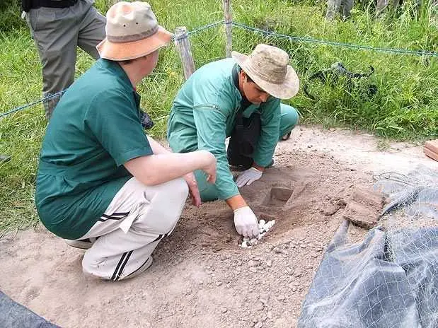 Agentes da Companhia Ambiental de Pelotas localizaram ovos de tartarugas enterrados (Foto: Reprodução/Terra)