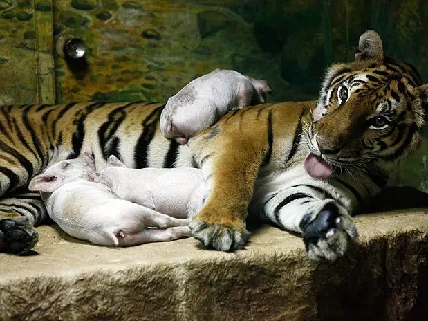 Tigresa amamenta porcos em zoológico da Tailândia (Imagem: Reprodução/Terra)
