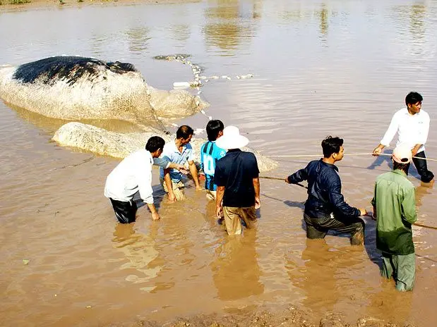 Pessoas se despediram da baleia, na província de Bac Lieu (Foto: AP)