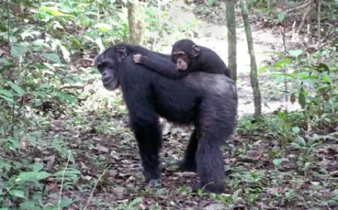 Victor e Fred, seu pai adotivo, no Taï National Park na Costa do Marfim 