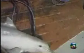 golfinho é removido de seu habitat e arrastado no barco pelos criminosos
