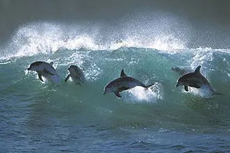 Fotógrafo flagra golfinhos surfando na África do Sul; documentário que denunciou matança dos animais em Taiji é criticado pela cidade (Foto: GregHuglin.com/Solent)