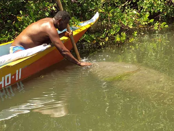 Peixe-boi é encontrado ferido na Lagoa Mundaú (Fotos: Gabriela Moreira)