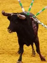 Defensores dos direitos dos animais são contra as corridas de touros (Foto: Reprodução/Correio da Manhã)