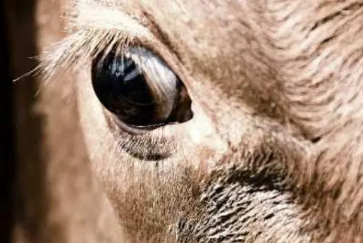 imagem dos olhos de um animal