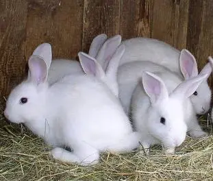 foto de coelhos