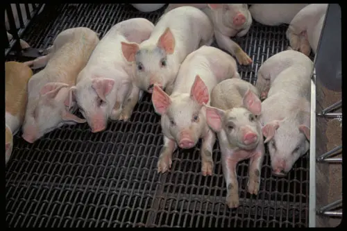 imagem de porcos confinados para o consumo humano