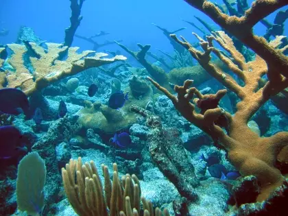 Corais como este, em St Croix, nas Ilhas Virgens, podem demorar até seis anos para se recuperar de um vazamento de petróleo (Foto:AP)